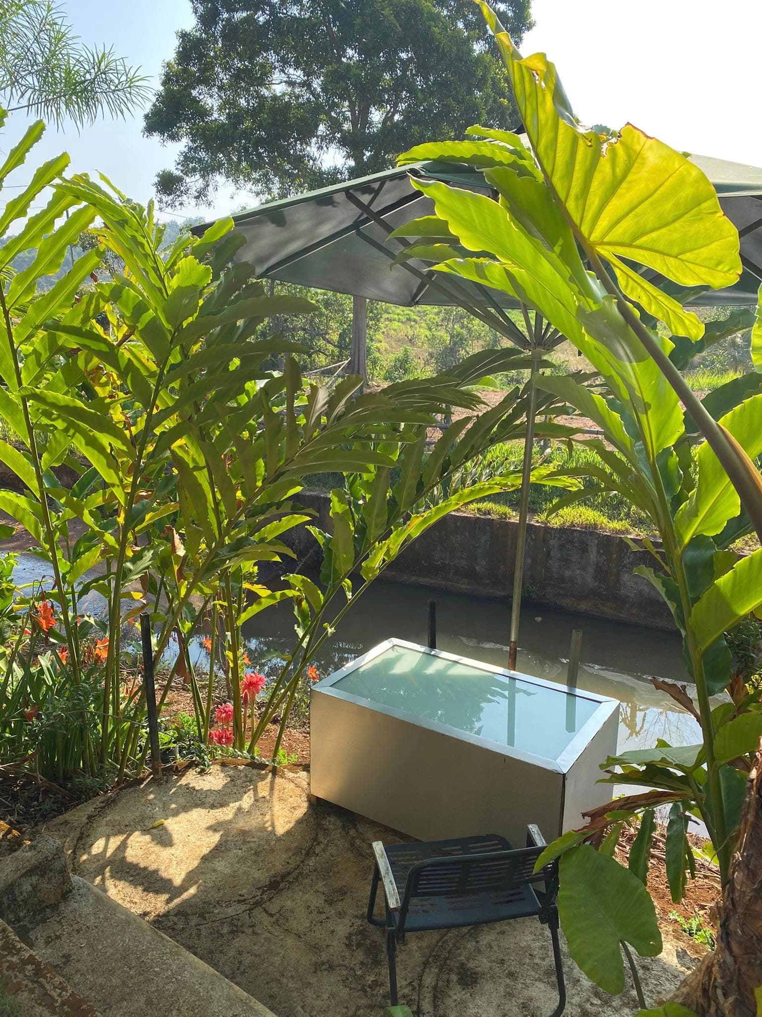 Hoa đu đủ mật ong